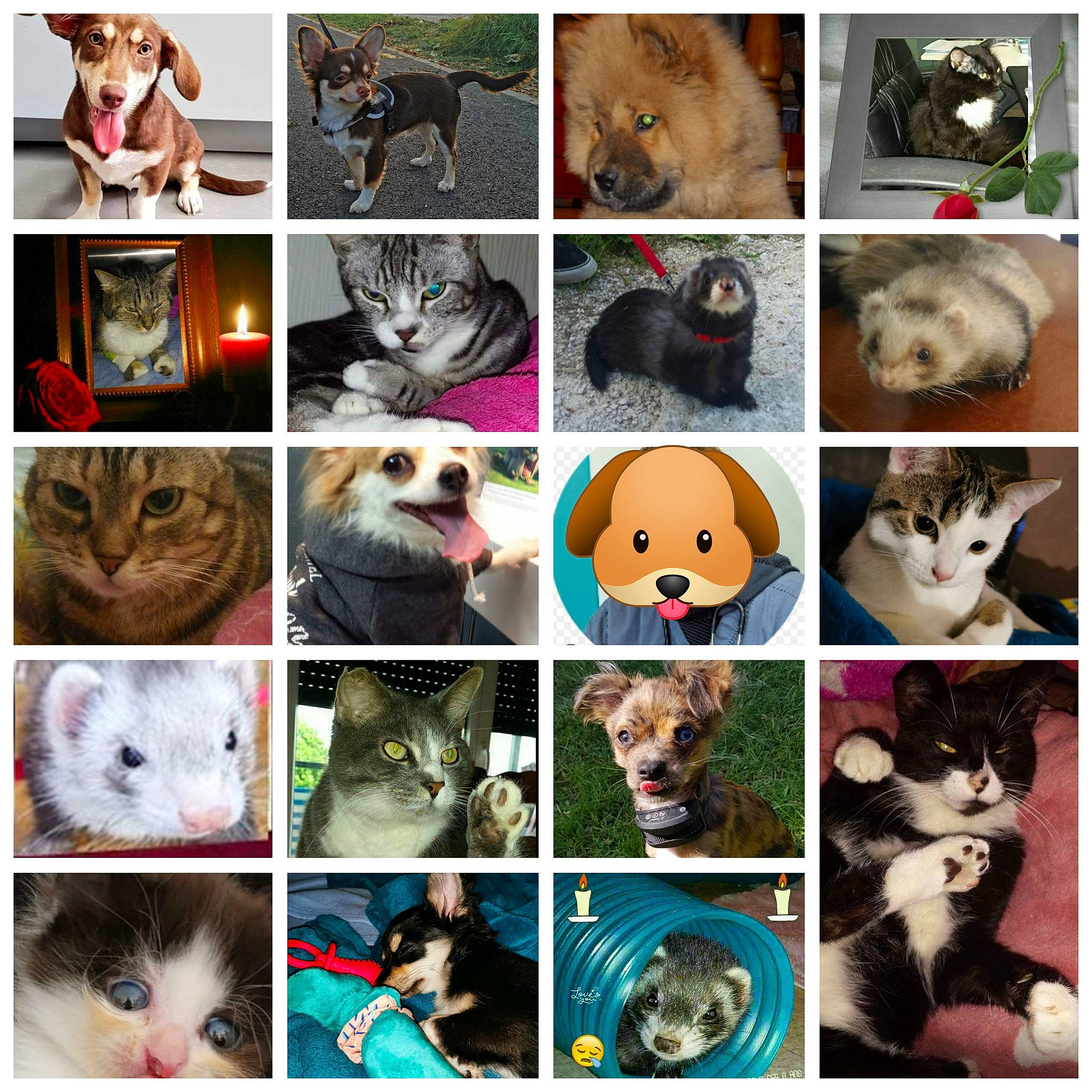 Charlie a rejoint le concours — aidez-le/la à gagner de superbes lots ! art, carnivore, cat, collage, eyelash, facial_expression, fawn, felidae, fur, mammal, organism, photo_caption, photograph, small_to_medium_sized_cats, snapshot, snout, textile, toy, vertebrate, whiskers
