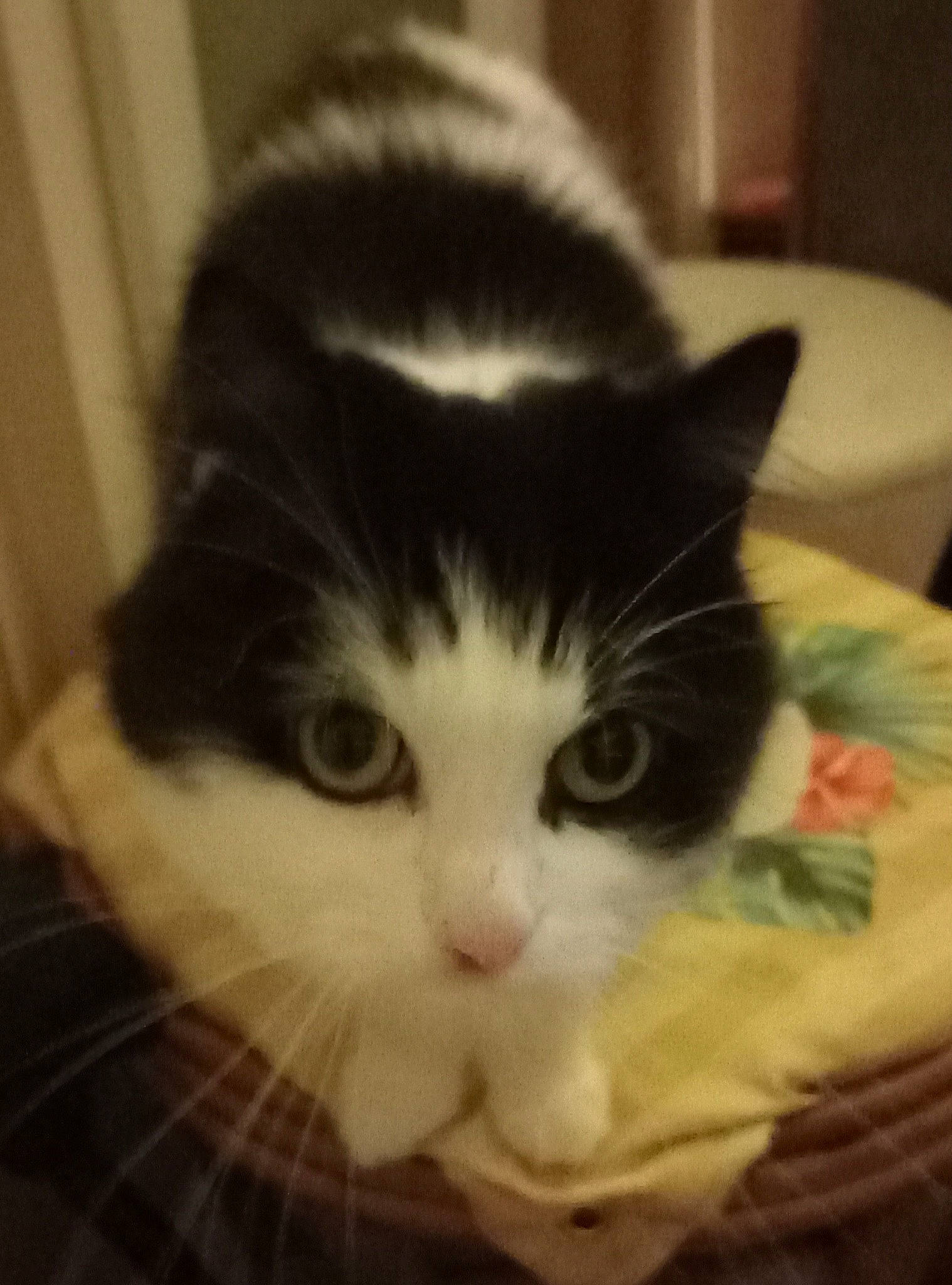 Charlie participe au concours pour gagner de l'argent avec cette photo : carnivore, cat, comfort, domestic_short_haired_cat, eye, felidae, fur, mammal, plant, small_to_medium_sized_cats, snout, square, tail, vertebrate, whiskers, window