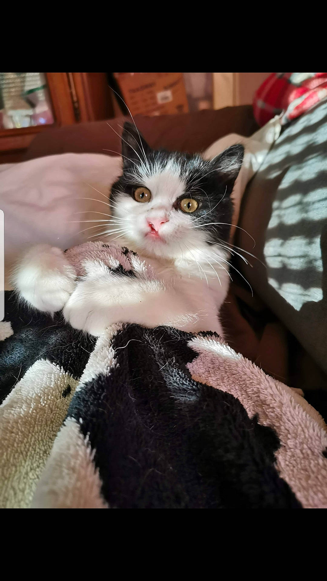 Charlie participe au concours pour gagner de l'argent avec cette photo : carnivore, cat, claw, comfort, domestic_short_haired_cat, fawn, felidae, formal_wear, fur, nail, pattern, paw, sitting, small_to_medium_sized_cats, tail, tree, whiskers