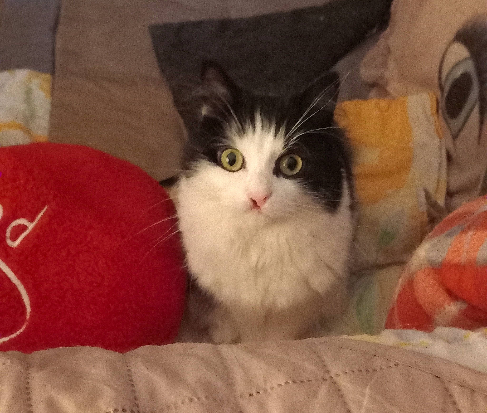 Charlie participe au concours pour gagner de l'argent avec cette photo : carmine, carnivore, cat, cat_bed, comfort, domestic_short_haired_cat, fawn, felidae, fur, paw, small_to_medium_sized_cats, tail, whiskers