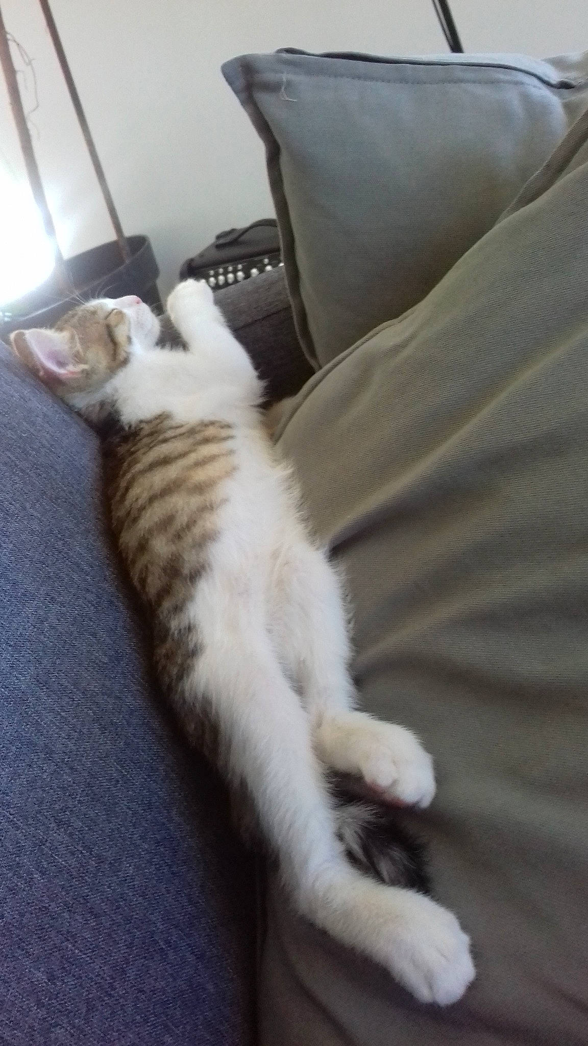 Raptor participe au concours pour gagner de l'argent avec cette photo : aegean_cat, american_wirehair, carnivore, cat, domestic_short_haired_cat, european_shorthair, felidae, fur, kitten, paw, small_to_medium_sized_cats, tail, turkish_angora, turkish_van, whiskers