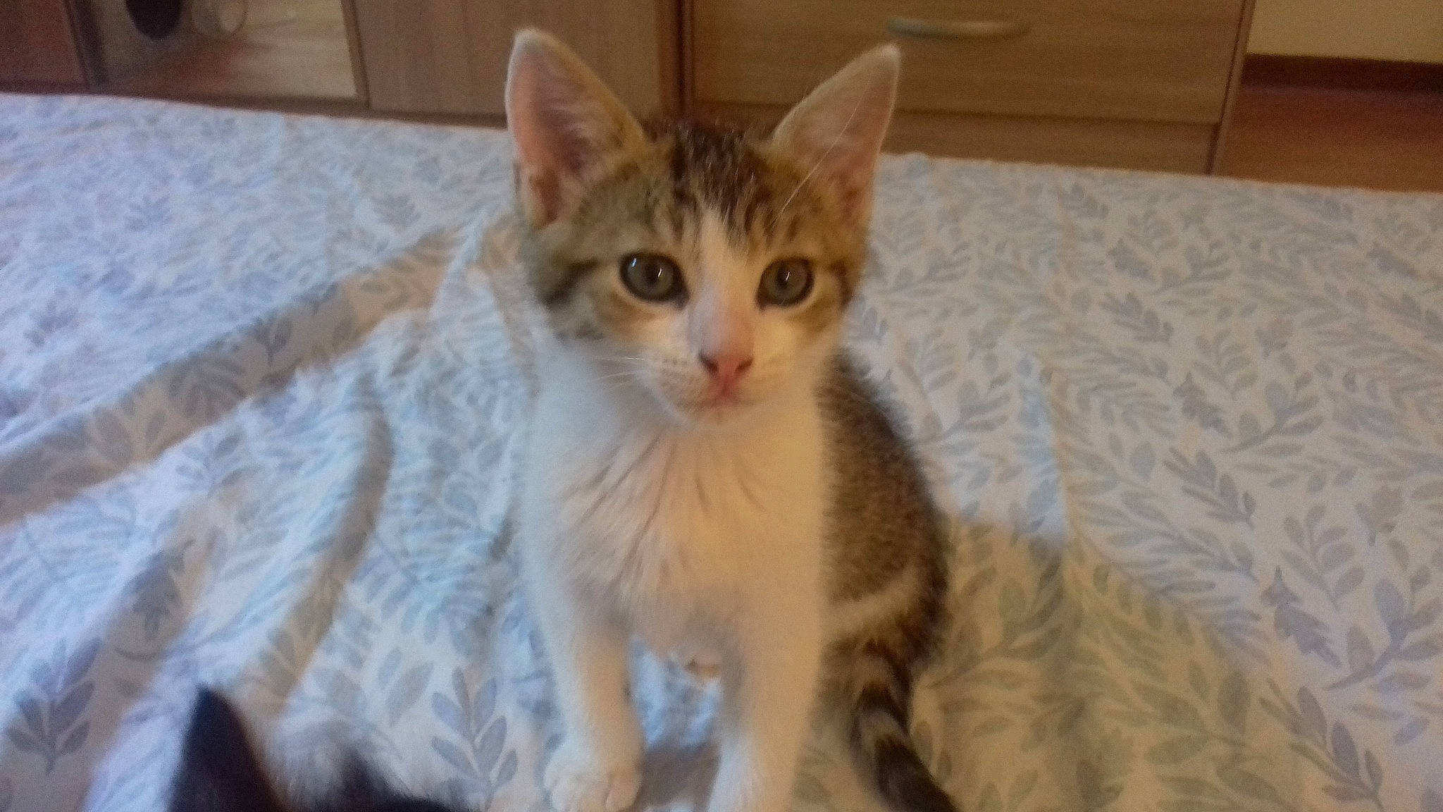 Raptor a rejoint le concours — aidez-le/la à gagner de superbes lots ! aegean_cat, american_wirehair, arabian_mau, asian, australian_mist, carnivore, cat, domestic_short_haired_cat, dragon_li, european_shorthair, felidae, german_rex, kitten, mammal, oriental_shorthair, singapura, small_to_medium_sized_cats, tabby_cat, vertebrate, whiskers