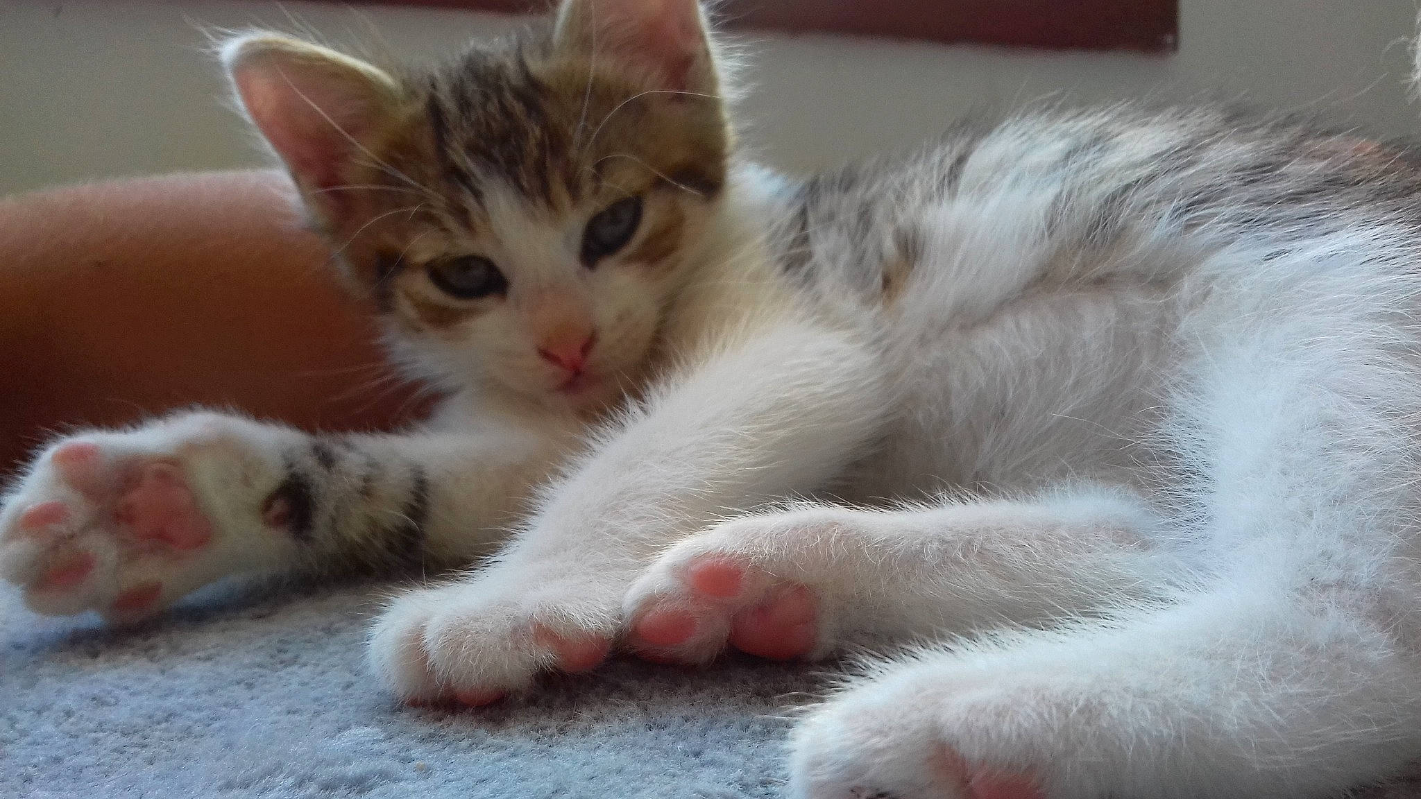 Raptor participe au concours pour gagner de l'argent avec cette photo : aegean_cat, american_curl, american_wirehair, asian, carnivore, cat, claw, domestic_short_haired_cat, european_shorthair, felidae, fur, kitten, mammal, paw, polydactyl_cat, small_to_medium_sized_cats, snout, turkish_van, whiskers