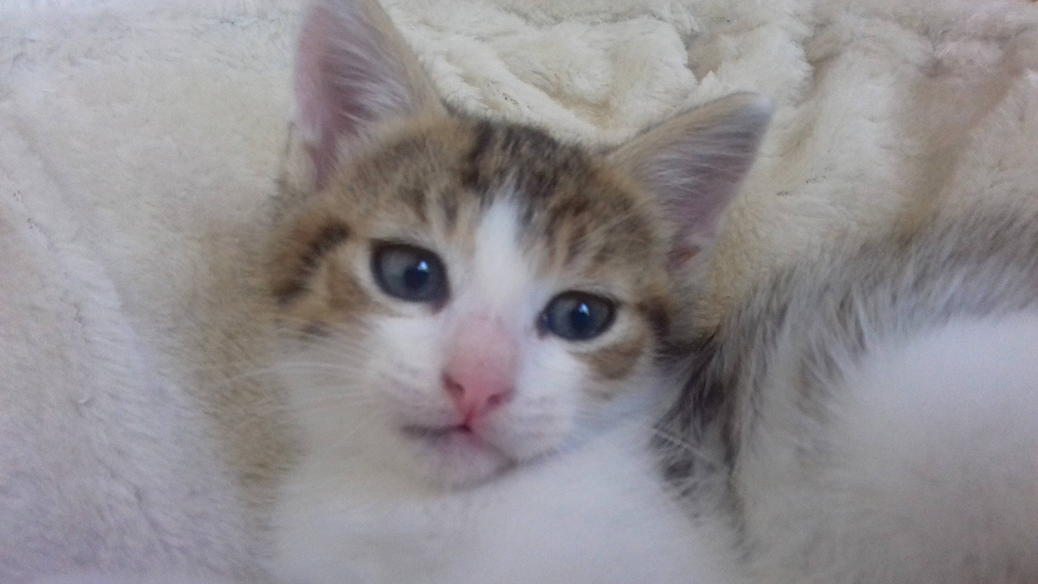 Raptor a rejoint le concours — aidez-le/la à gagner de superbes lots ! aegean_cat, american_wirehair, carnivore, cat, domestic_long_haired_cat, domestic_short_haired_cat, european_shorthair, eye, felidae, kitten, mammal, norwegian_forest_cat, ragamuffin, ragdoll, siberian, small_to_medium_sized_cats, snout, turkish_van, vertebrate, whiskers