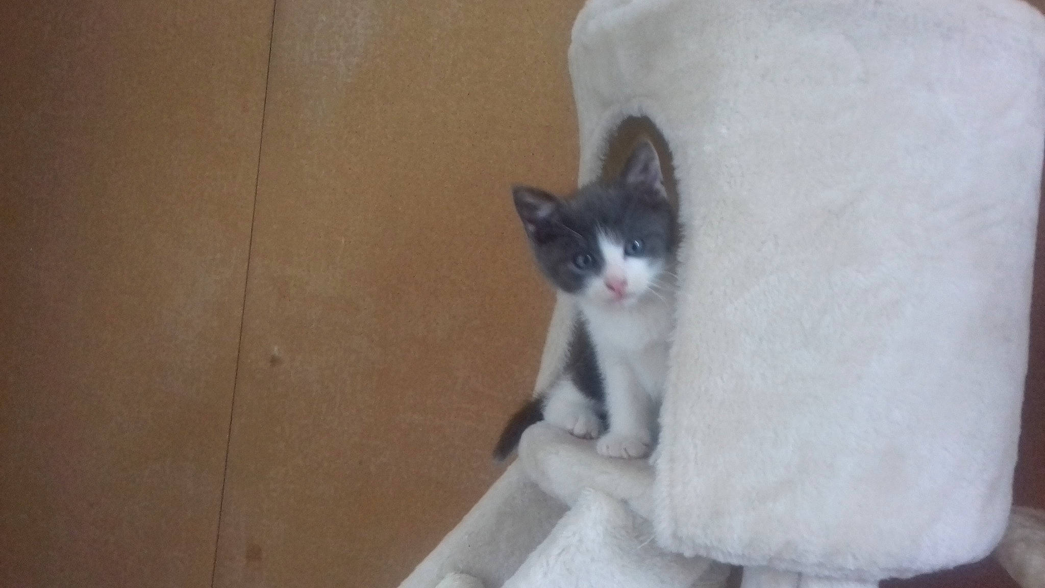 Scooby a rejoint le concours — aidez-le/la à gagner de superbes lots ! aegean_cat, american_wirehair, asian, carnivore, cat, domestic_short_haired_cat, european_shorthair, felidae, kitten, mammal, ojos_azules, polydactyl_cat, small_to_medium_sized_cats, snowshoe, tail, vertebrate, whiskers