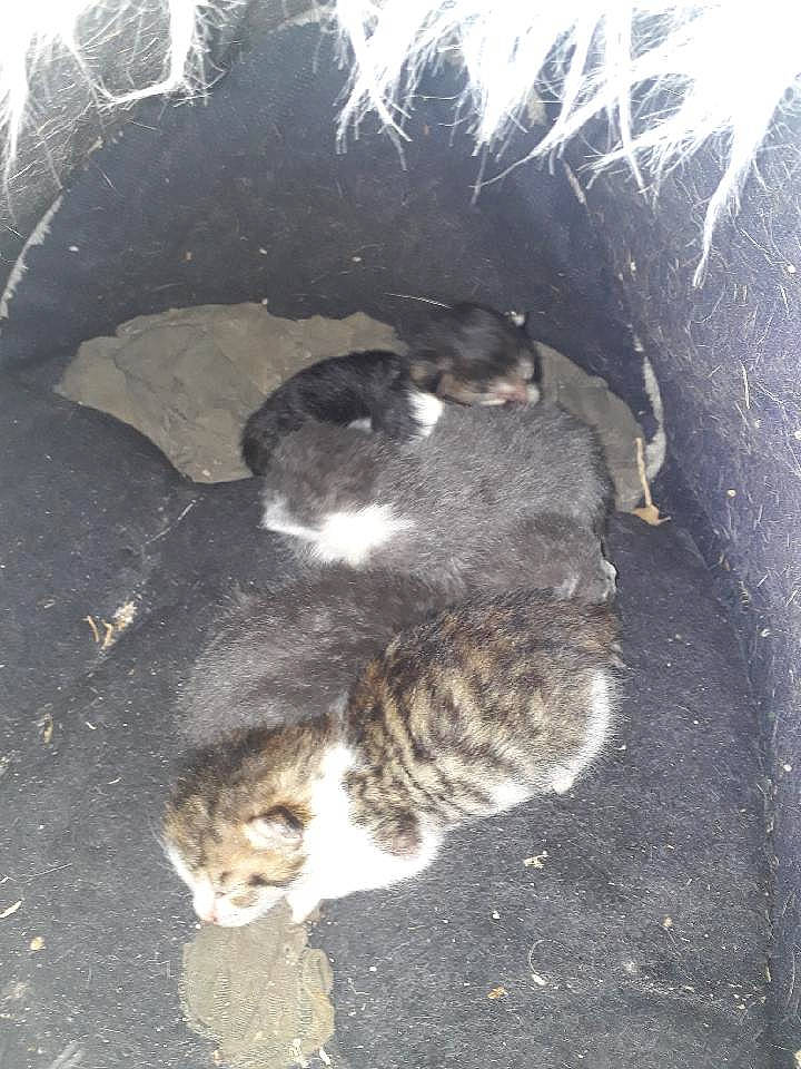 Scooby a rejoint le concours — aidez-le/la à gagner de superbes lots ! carnivore, cat, domestic_short_haired_cat, european_shorthair, felidae, german_rex, kitten, norwegian_forest_cat, small_to_medium_sized_cats, tail, whiskers