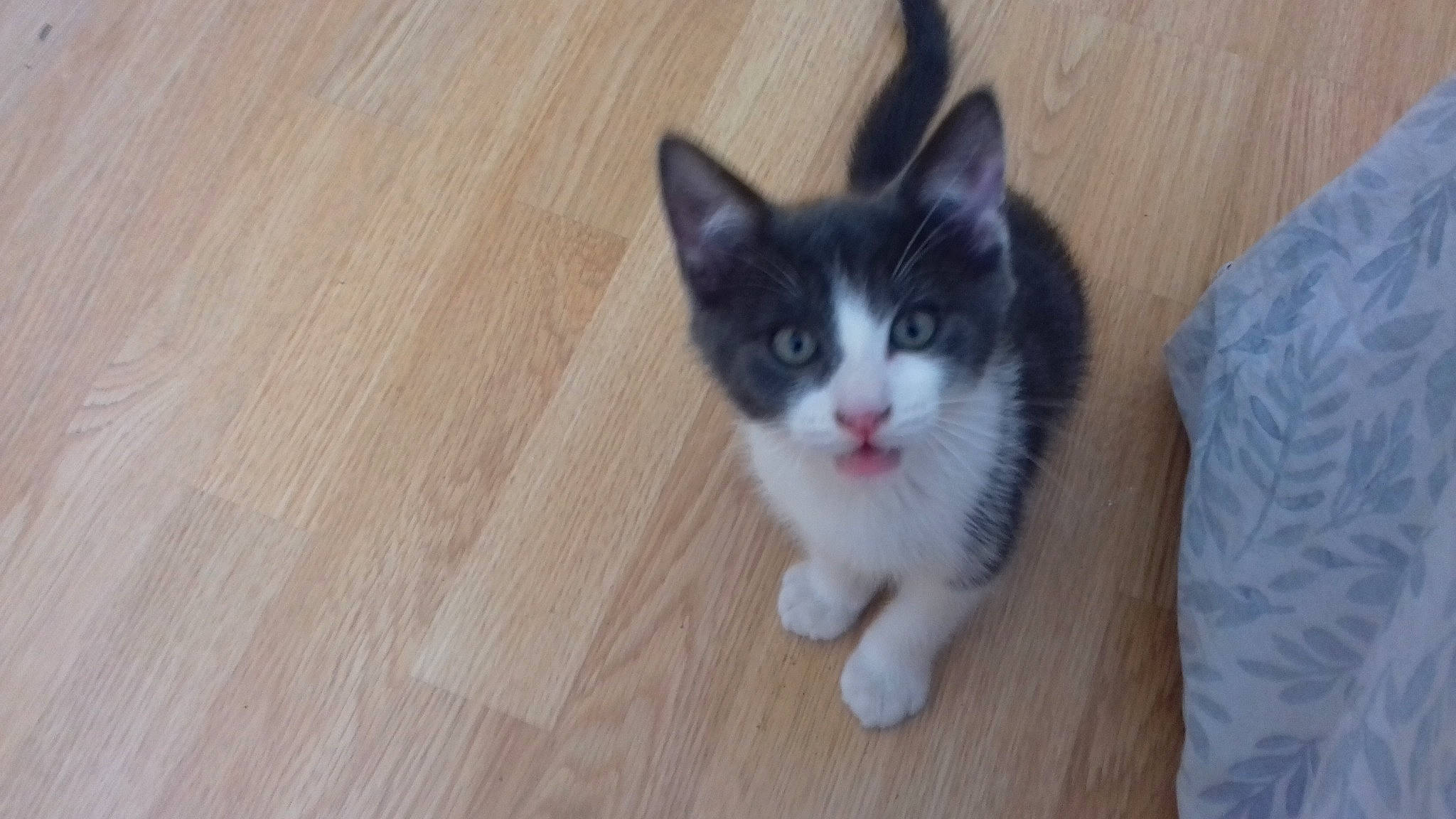 Scooby participe au concours pour gagner de l'argent avec cette photo : aegean_cat, american_wirehair, asian, carnivore, cat, domestic_short_haired_cat, european_shorthair, eye, felidae, kitten, mammal, norwegian_forest_cat, ojos_azules, polydactyl_cat, small_to_medium_sized_cats, snapshot, snout, snowshoe, vertebrate, whiskers