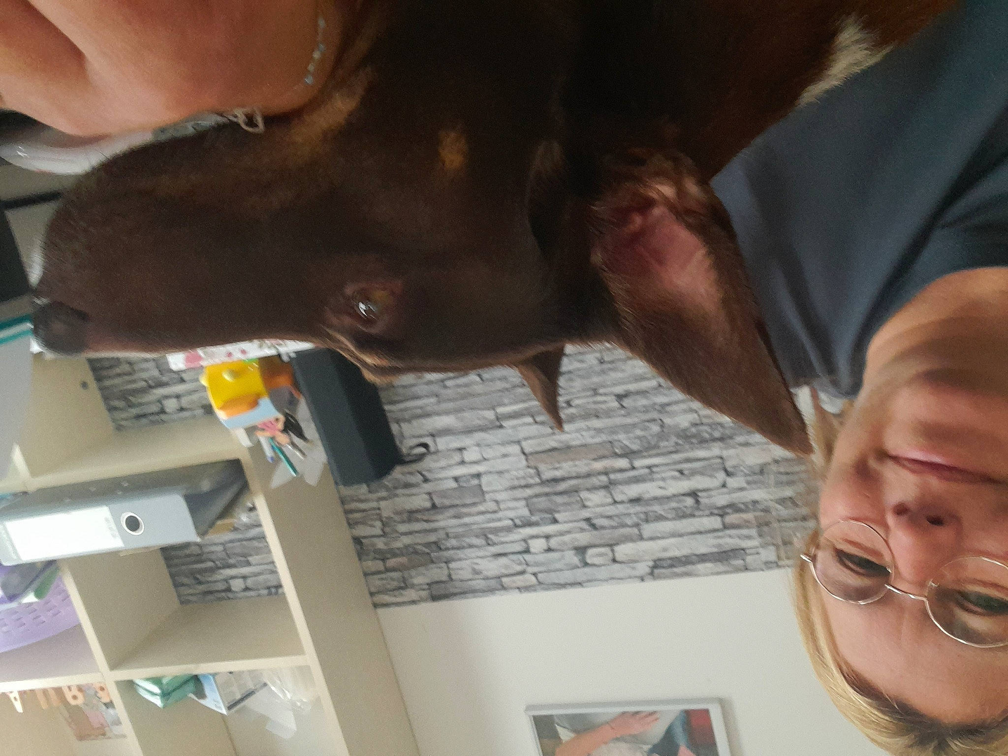 Voyou participe au concours pour gagner de l'argent avec cette photo : carnivore, dog, dog_breed, ear, eyewear, fun, gesture, happy, jaw, liver, mouth, organ, sporting_group, tree, working_animal