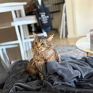 Mimi is registered to the contest to win money with this photo: cat, tabby_cat, pet, indoor, blanket, fur, collar, heart_pendant, furniture, chair, staircase, carpet, table, cozy, domestic_animal, mammal, whiskers, cute, curious, relaxed