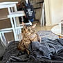 cat, tabby_cat, pet, indoor, blanket, fur, collar, heart_pendant, furniture, chair, staircase, carpet, table, cozy, domestic_animal, mammal, whiskers, cute, curious, relaxed