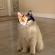 Emmie is registered to the contest to win money with this photo: cat, calico_cat, fluffy, indoor, floor, marble_floor, pet, animal, sitting, yellow_eyes, curious, fur, whiskers, ears, face, domestic_cat, house, wall, door, cozy