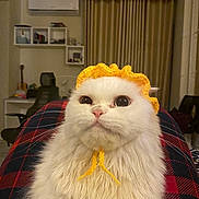 Polo is registered to the contest to win money with this photo: cat, white_cat, fluffy, knitted_bonnet, yellow_bonnet, plaid_blanket, indoor, curtains, furniture, wide_eyes, pet, cute, animal, cozy, sitting, portrait, domestic, fur, closeup, looking_up