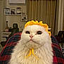 cat, white_cat, fluffy, knitted_bonnet, yellow_bonnet, plaid_blanket, indoor, curtains, furniture, wide_eyes, pet, cute, animal, cozy, sitting, portrait, domestic, fur, closeup, looking_up