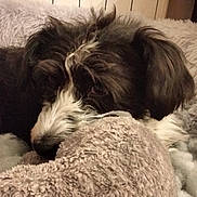 Louloute a rejoint le concours — aidez-le/la à gagner de superbes lots ! dog, puppy, fluffy, resting, close_up, soft_toy, blanket, cozy, indoor, fur, pet, cute, sleepy, comfort, animal, mammal, companion, adorable, relaxed, snuggle