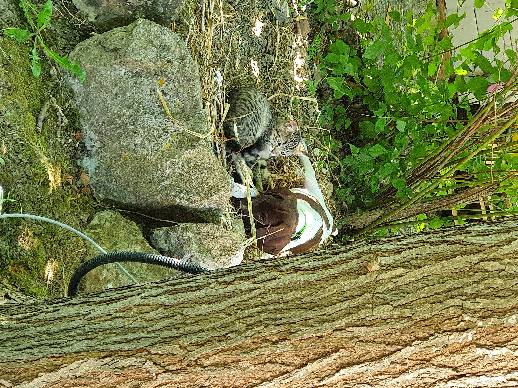 Rexy participe au concours pour gagner de l'argent avec cette photo : bedrock, branch, forest, grass, groundcover, jungle, nature_reserve, people_in_nature, plant, reptile, scaled_reptile, serpent, soil, terrestrial_animal, terrestrial_plant, tree, trunk, twig, vertebrate, wood