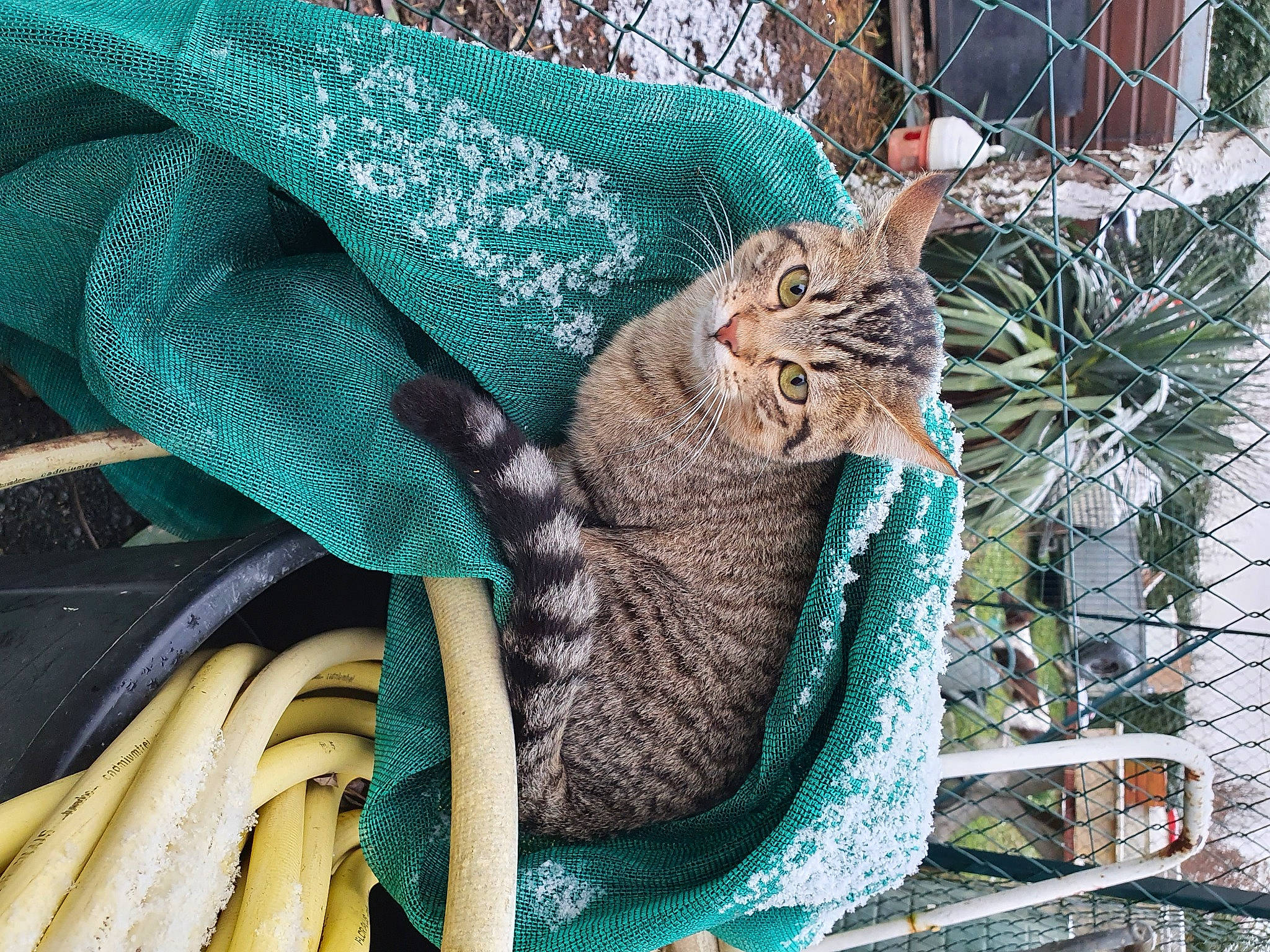 Rexy a rejoint le concours — aidez-le/la à gagner de superbes lots ! azure, bag, carnivore, cat, domestic_short_haired_cat, electric_blue, fashion_accessory, felidae, fur, grass, green, pattern, plant, rope, small_to_medium_sized_cats, tail, textile, thread, twig, whiskers