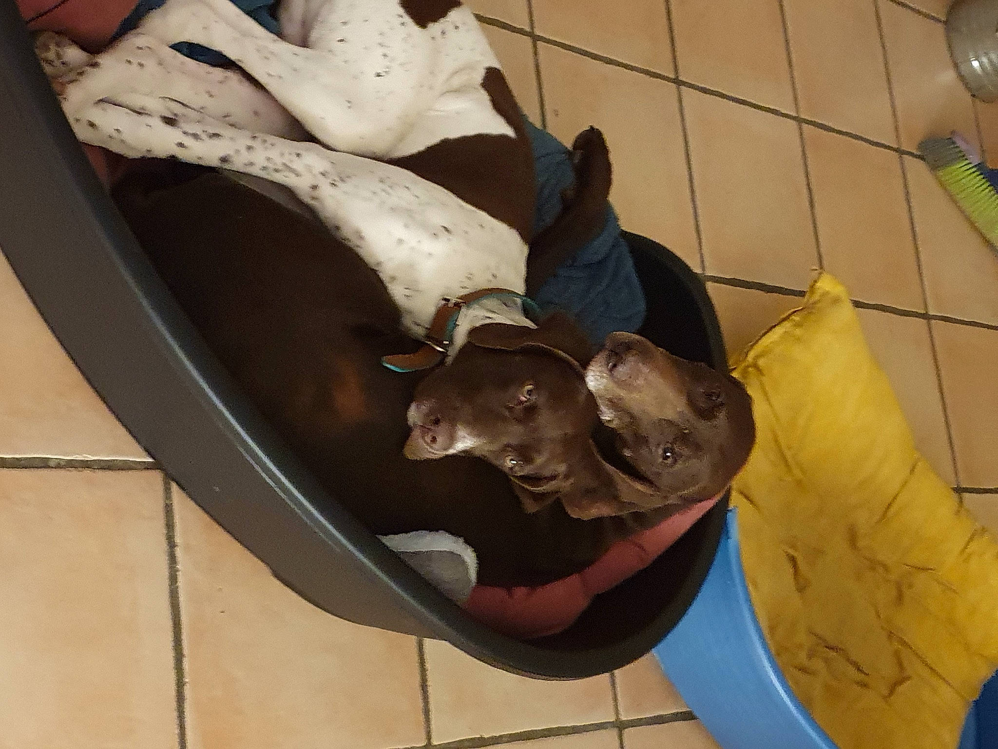 Erra a rejoint le concours — aidez-le/la à gagner de superbes lots ! art, canidae, carnivore, comfort, companion_dog, dog, dog_breed, fawn, felidae, flooring, jaw, metal, non_sporting_group, pet_supply, sculpture, snout, sporting_group, tail, wood, working_animal