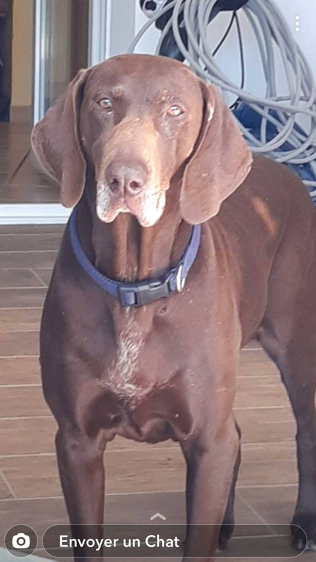 Erra participe au concours pour gagner de l'argent avec cette photo : canidae, carnivore, collar, companion_dog, dog, dog_breed, dog_collar, fawn, gun_dog, hat, hunting_dog, leash, liver, pet_supply, snout, sporting_group, terrestrial_animal, whiskers, working_animal, working_dog