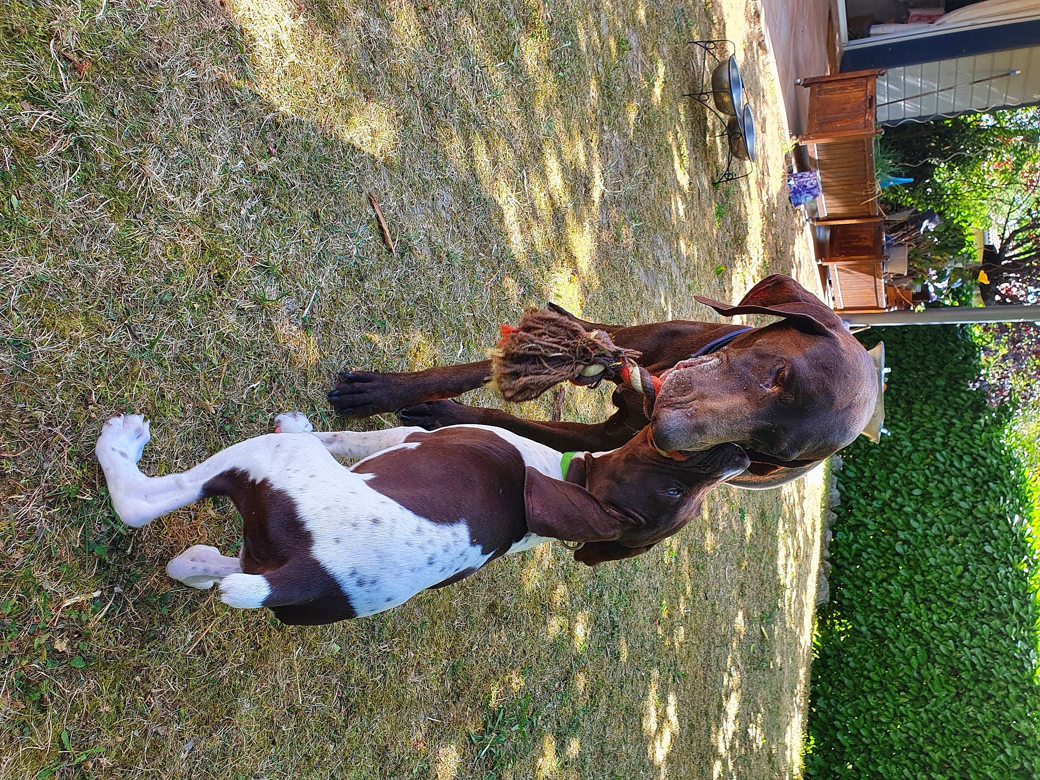 Erra participe au concours pour gagner de l'argent avec cette photo : canidae, carnivore, collar, dog, dog_breed, dog_collar, fawn, grass, horse, liver, livestock, plant, snout, sporting_group, tail, terrestrial_animal, tree, trunk, wood, working_animal