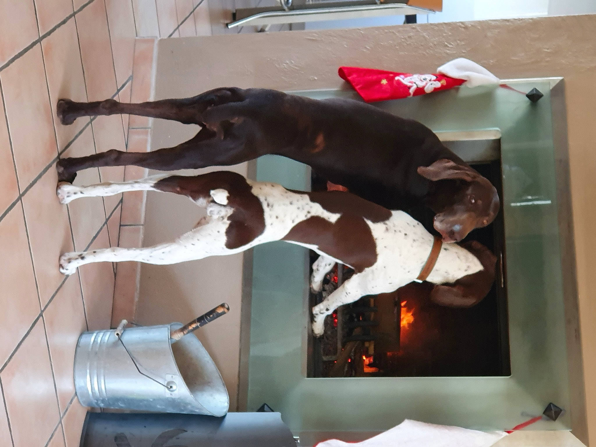 Erra participe au concours pour gagner de l'argent avec cette photo : art, building, comfort, couch, fawn, house, metal, plant, room, sculpture, stairs, statue, tail, visual_arts, wood, working_animal