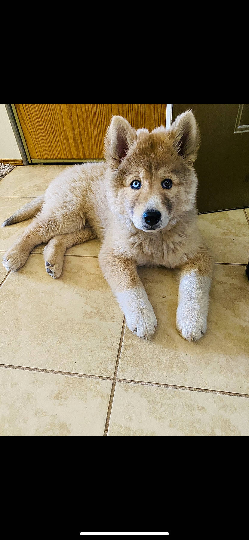 Cinnamon joined the competition — help win amazing prizes! ancient_dog_breeds, canidae, canis, carnivore, companion_dog, dog, dog_breed, dog_supply, fawn, floor, fur, non_sporting_group, snout, sporting_group, vertebrate, working_animal, working_dog