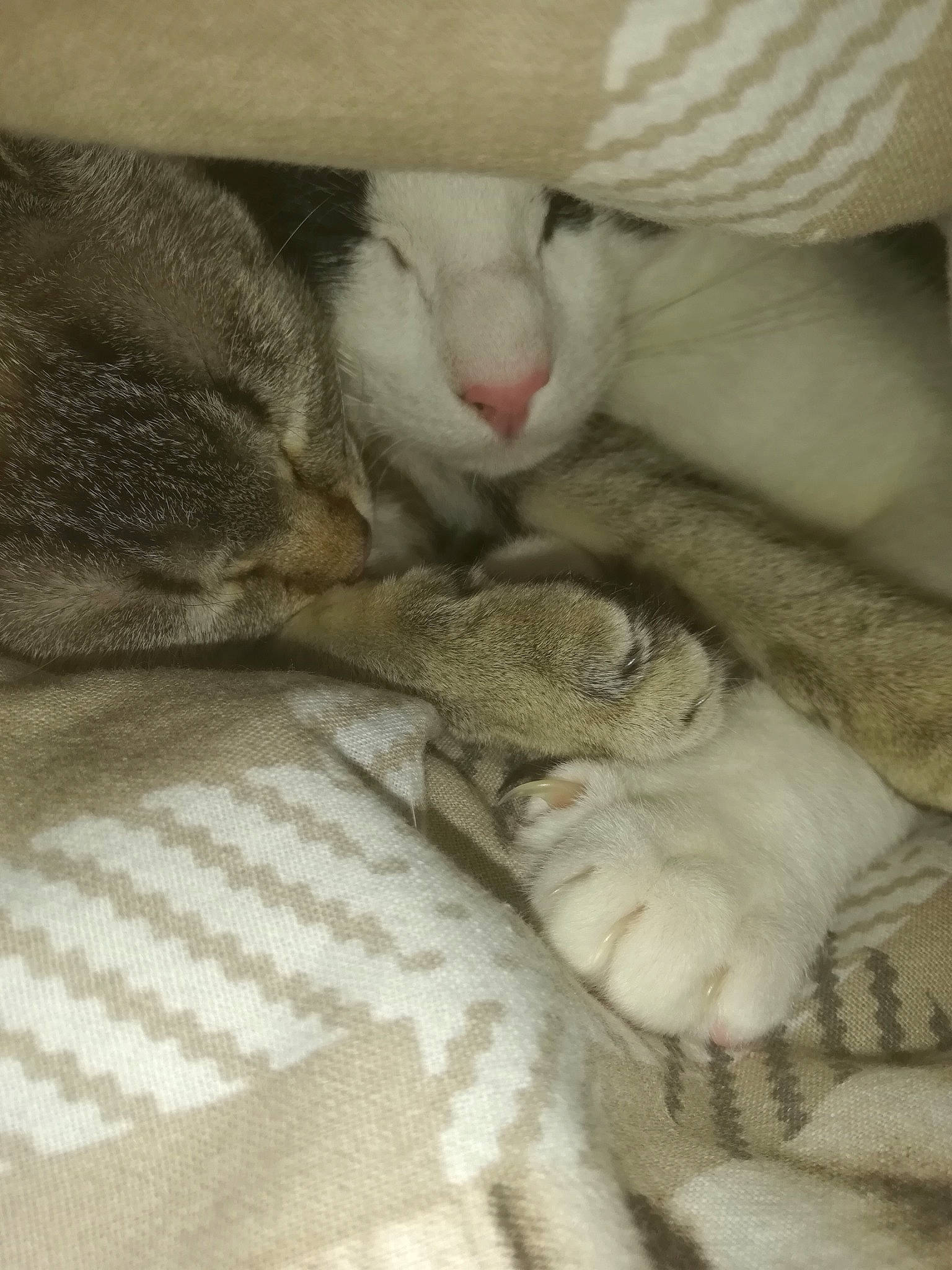 Nala participe au concours pour gagner de l'argent avec cette photo : aegean_cat, american_shorthair, asian, burmilla, carnivore, cat, domestic_short_haired_cat, european_shorthair, fawn, felidae, kitten, mammal, paw, polydactyl_cat, singapura, small_to_medium_sized_cats, tabby_cat, whiskers