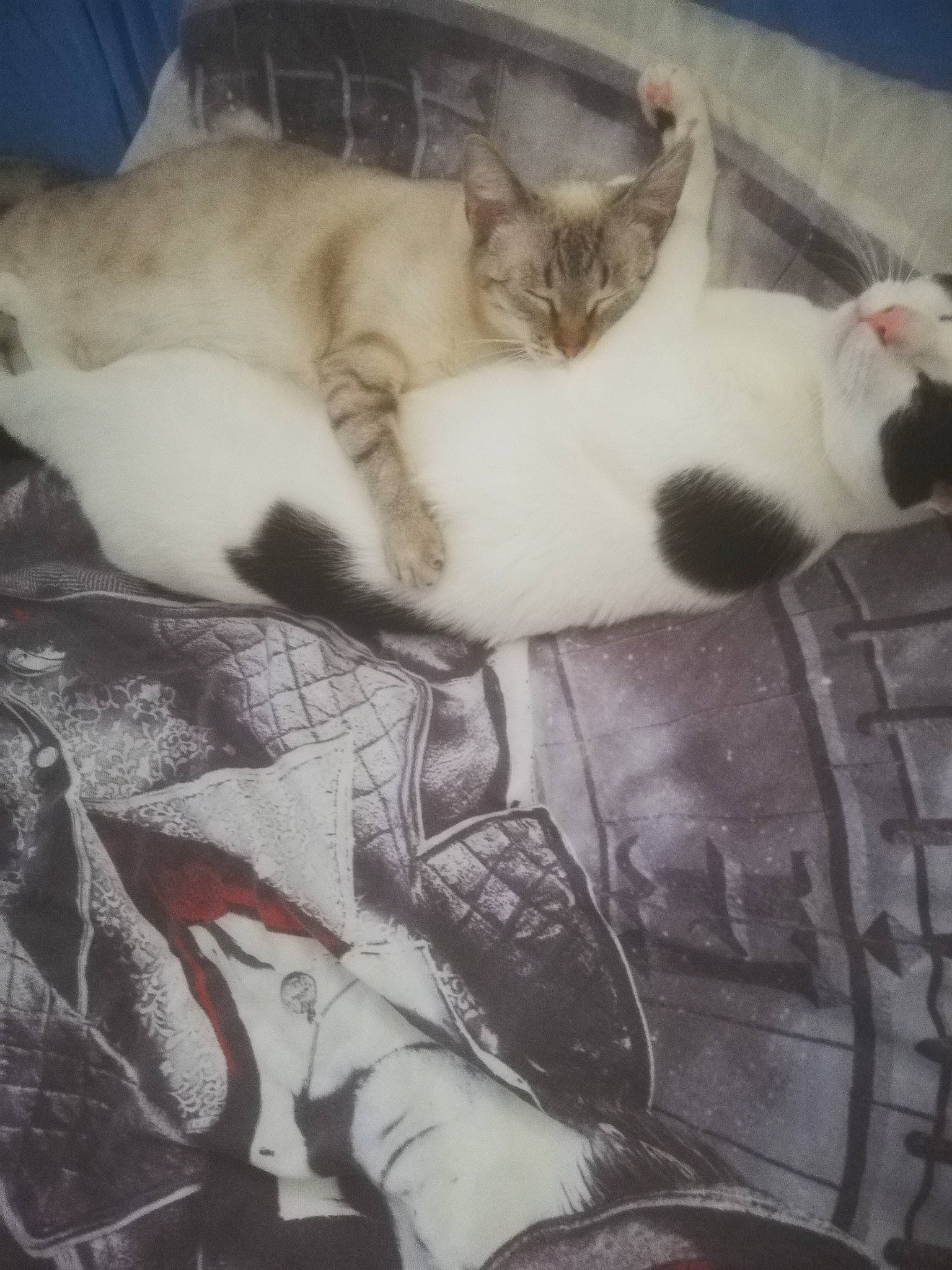 Nala a rejoint le concours — aidez-le/la à gagner de superbes lots ! aegean_cat, carnivore, cat, domestic_short_haired_cat, european_shorthair, felidae, fur, kitten, nap, polydactyl_cat, sleep, small_to_medium_sized_cats, tail, whiskers