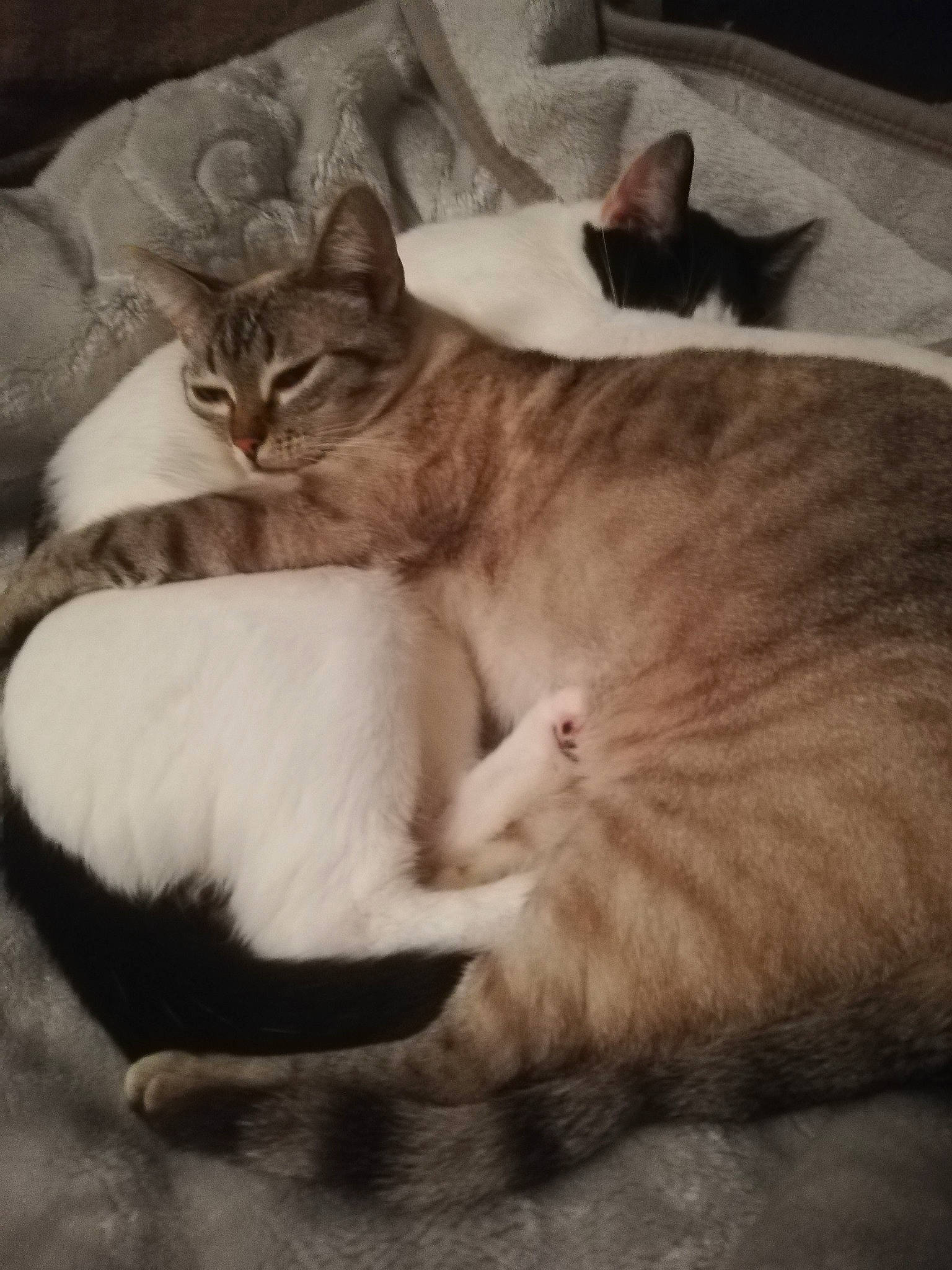 Nala a rejoint le concours — aidez-le/la à gagner de superbes lots ! asian, burmilla, carnivore, cat, comfort, domestic_short_haired_cat, ear, european_shorthair, felidae, fur, kitten, nap, small_to_medium_sized_cats, tabby_cat, tail, whiskers