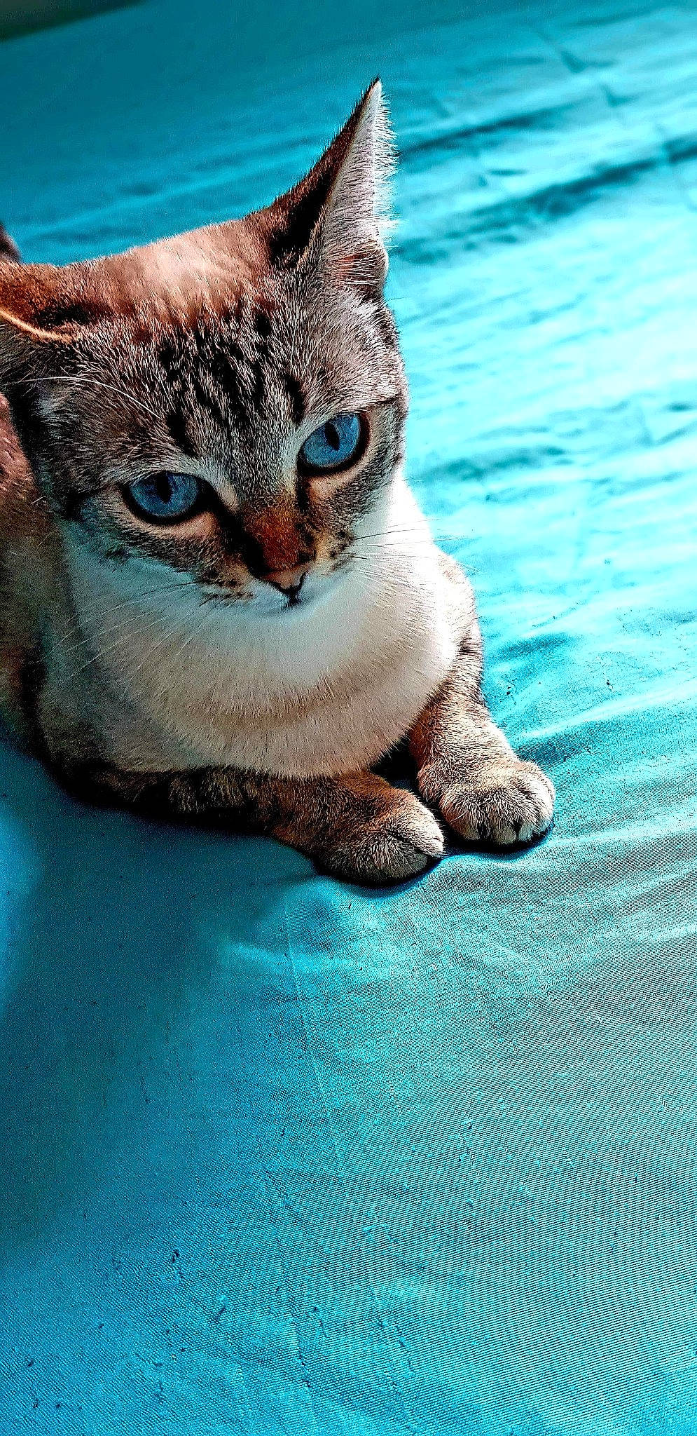 Nala a rejoint le concours — aidez-le/la à gagner de superbes lots ! aegean_cat, asian, carnivore, cat, domestic_short_haired_cat, european_shorthair, fawn, felidae, kitten, small_to_medium_sized_cats, snout, tabby_cat, turquoise, whiskers