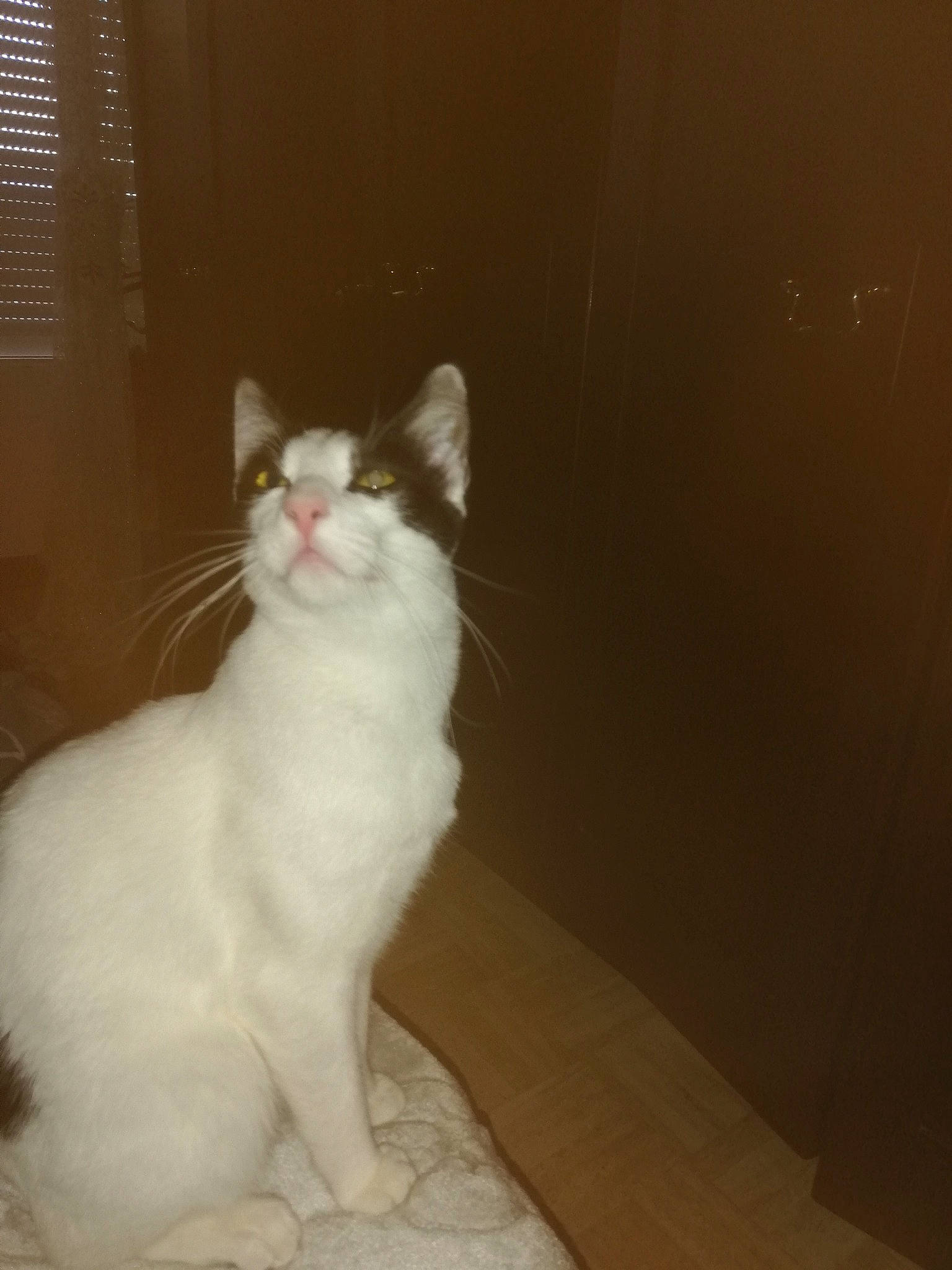 Pipin participe au concours pour gagner de l'argent avec cette photo : aegean_cat, american_curl, asian, burmilla, carnivore, cat, domestic_long_haired_cat, felidae, fur, kitten, mammal, norwegian_forest_cat, ojos_azules, persian, polydactyl_cat, small_to_medium_sized_cats, tail, turkish_angora, turkish_van, whiskers