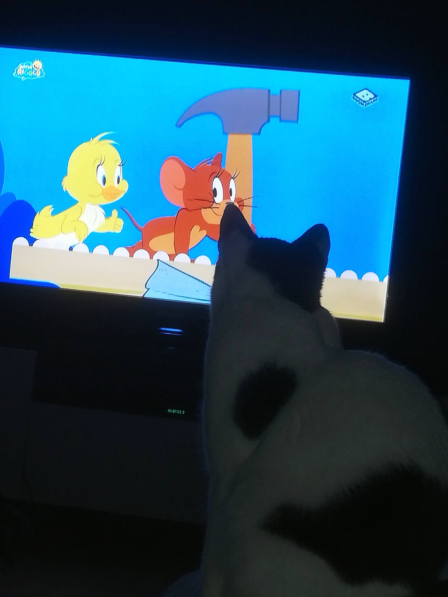 Pipin participe au concours pour gagner de l'argent avec cette photo : cat, display_device, electronic_device, felidae, gadget, media, screen, small_to_medium_sized_cats, space, technology