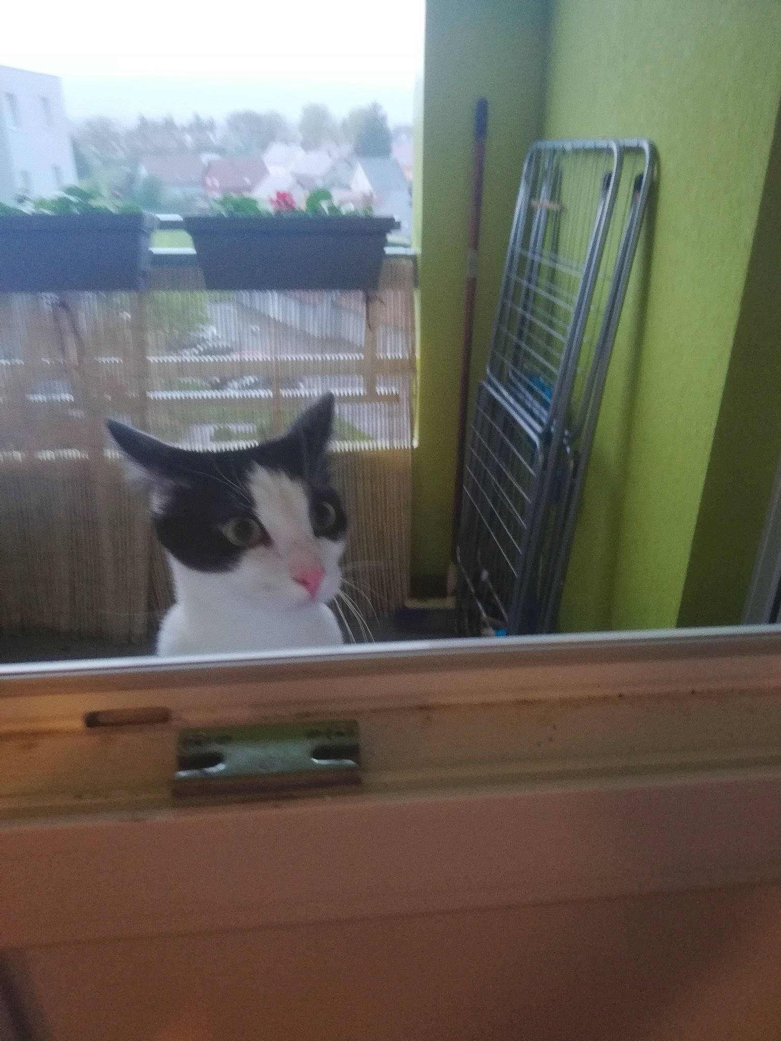 Pipin participe au concours pour gagner de l'argent avec cette photo : carnivore, cat, domestic_short_haired_cat, fawn, felidae, kitten, room, small_to_medium_sized_cats, whiskers, window