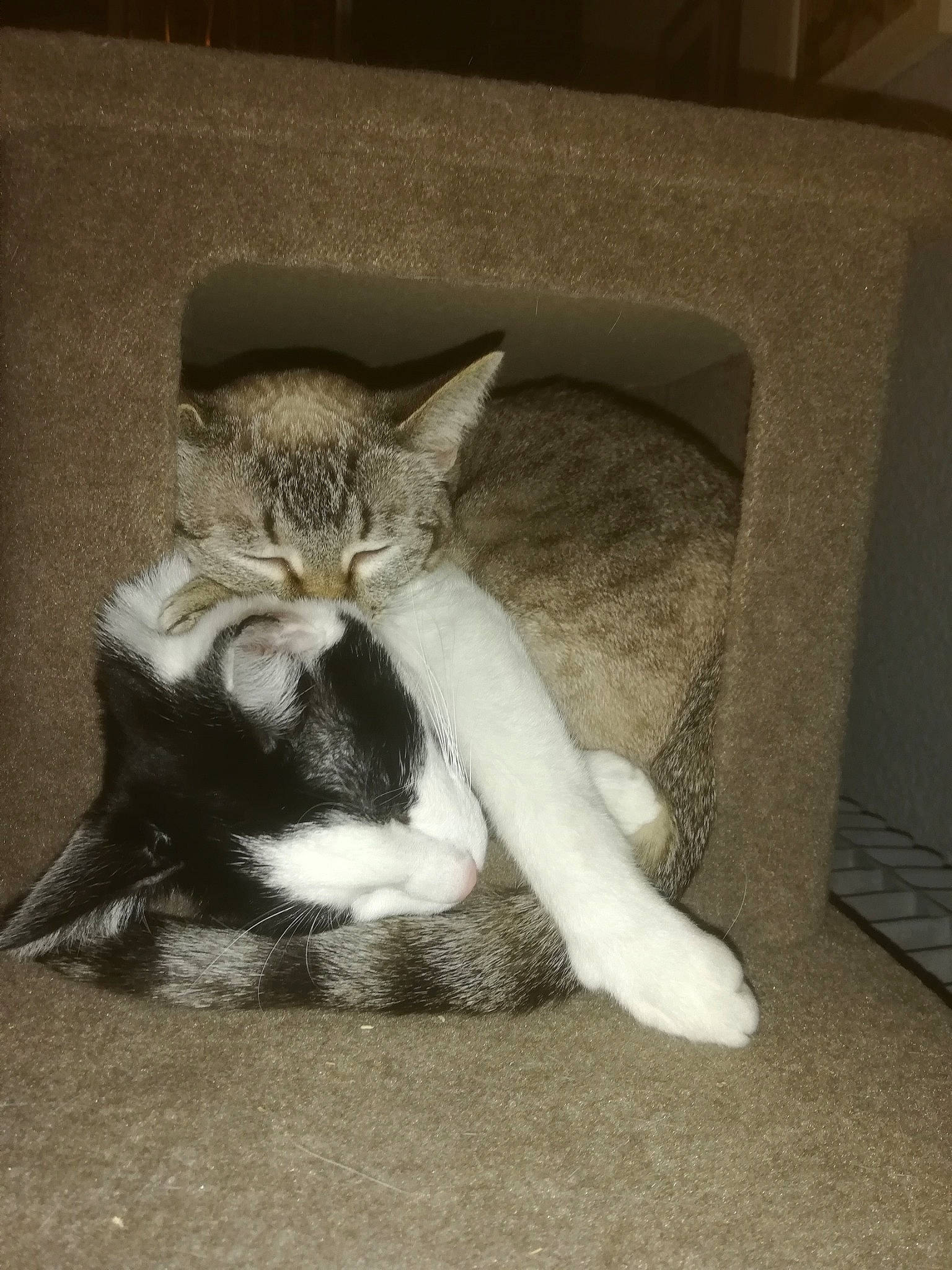 Pipin participe au concours pour gagner de l'argent avec cette photo : aegean_cat, asian, carnivore, cat, domestic_short_haired_cat, ear, european_shorthair, fawn, felidae, fur, kitten, mammal, paw, polydactyl_cat, small_to_medium_sized_cats, tabby_cat, tail, whiskers