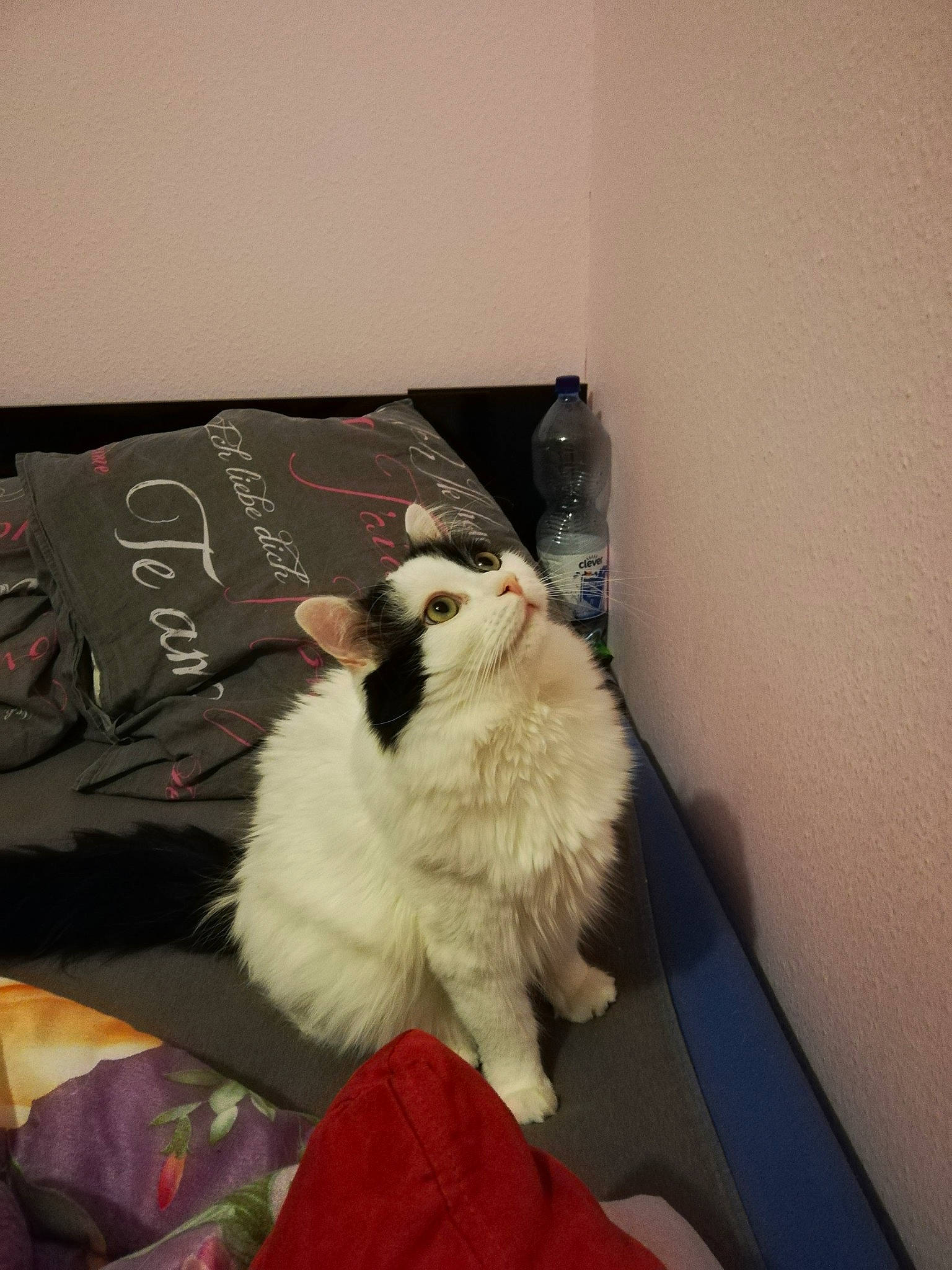 Fouiny a rejoint le concours — aidez-le/la à gagner de superbes lots ! carnivore, cat, domestic_long_haired_cat, fawn, felidae, fur, kitten, norwegian_forest_cat, persian, ragamuffin, small_to_medium_sized_cats, tail, whiskers