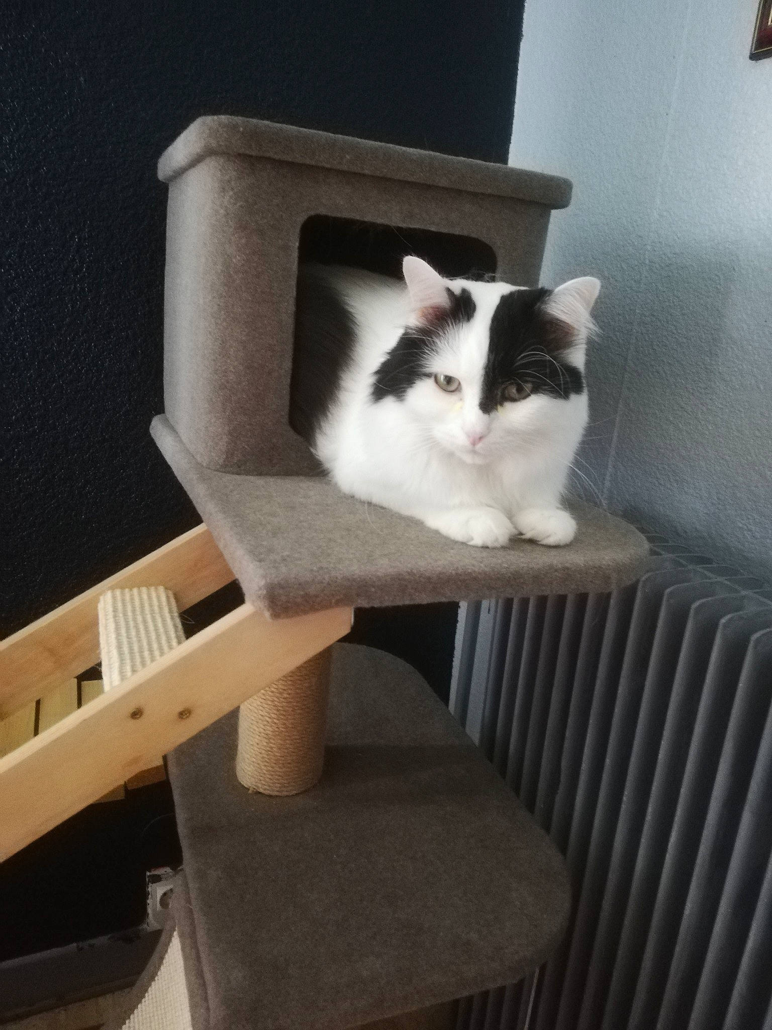 Fouiny a rejoint le concours — aidez-le/la à gagner de superbes lots ! cardboard, carnivore, cat, cat_furniture, cat_supply, domestic_short_haired_cat, european_shorthair, felidae, small_to_medium_sized_cats, turkish_van, whiskers