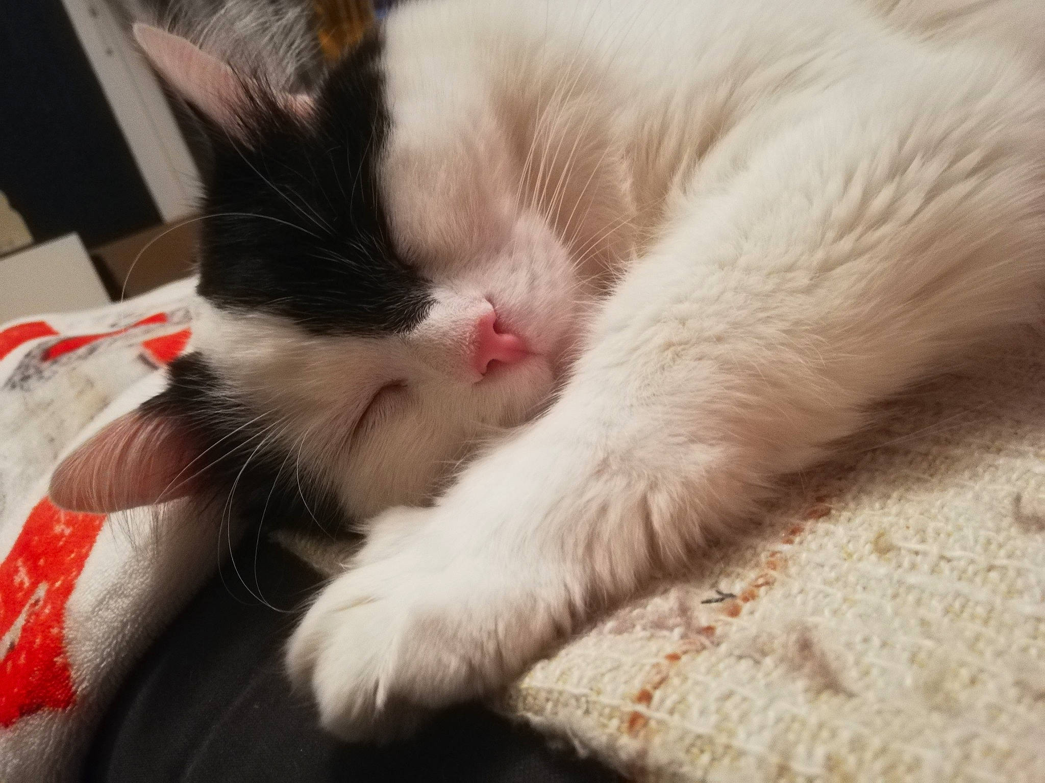 Fouiny participe au concours pour gagner de l'argent avec cette photo : asian, carnivore, cat, claw, ear, eye, felidae, fur, kitten, nap, nose, paw, polydactyl_cat, sleep, small_to_medium_sized_cats, snout, turkish_van, whiskers