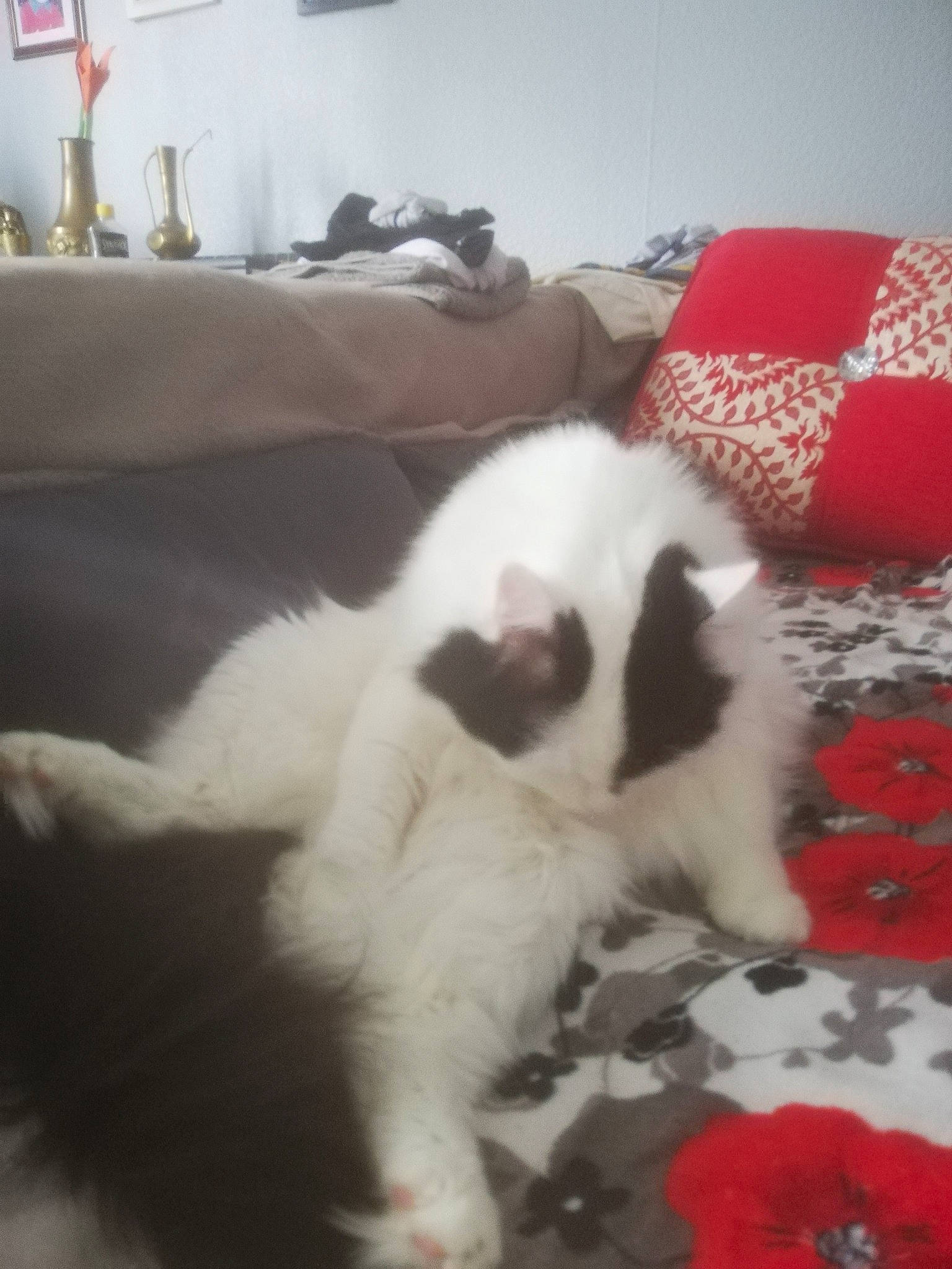 Fouiny participe au concours pour gagner de l'argent avec cette photo : canidae, carnivore, cat, dog, dog_breed, felidae, fur, kitten, mammal, small_to_medium_sized_cats, tail, tornjak, whiskers