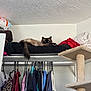 Mochi is registered to the contest to win money with this photo: animal, black_bed, blanket, blue_eyes, cat, cat_tree, closet, clothes, cozy, domestic, fur, furniture, hanger, home, indoor, looking, pet, relaxed, resting, shelf