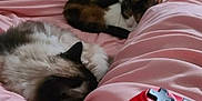 Mochi is registered to the contest to win money with this photo: animal, blanket, cat, cats, comfort, cozy, cute, fur, game_controller, home, indoor, peaceful, pet, pink, red, relaxation, resting, sleeping, soft, two