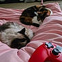 animal, blanket, cat, cats, comfort, cozy, cute, fur, game_controller, home, indoor, peaceful, pet, pink, red, relaxation, resting, sleeping, soft, two