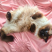 Mochi joined the competition — help win amazing prizes! cat, siamese_cat, fluffy, blue_eyes, bed, pink_bedspread, pet, indoor, animal, cute, relaxed, lying_down, feline, whiskers, playful, soft, paw, fur, resting, cozy