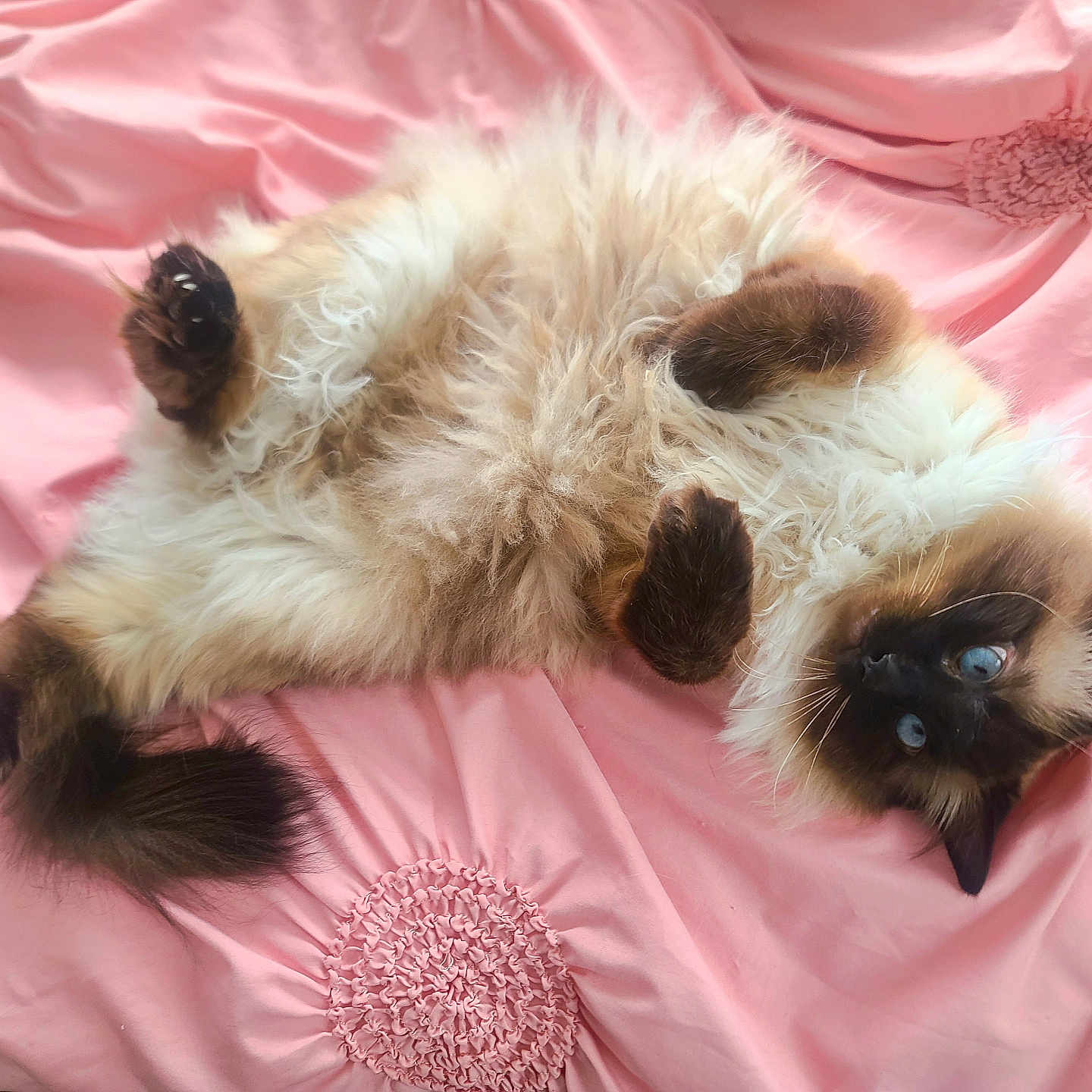 Mochi joined the competition — help win amazing prizes! animal, bed, blue_eyes, cat, cozy, cute, feline, fluffy, fur, indoor, lying_down, paw, pet, pink_bedspread, playful, relaxed, resting, siamese_cat, soft, whiskers