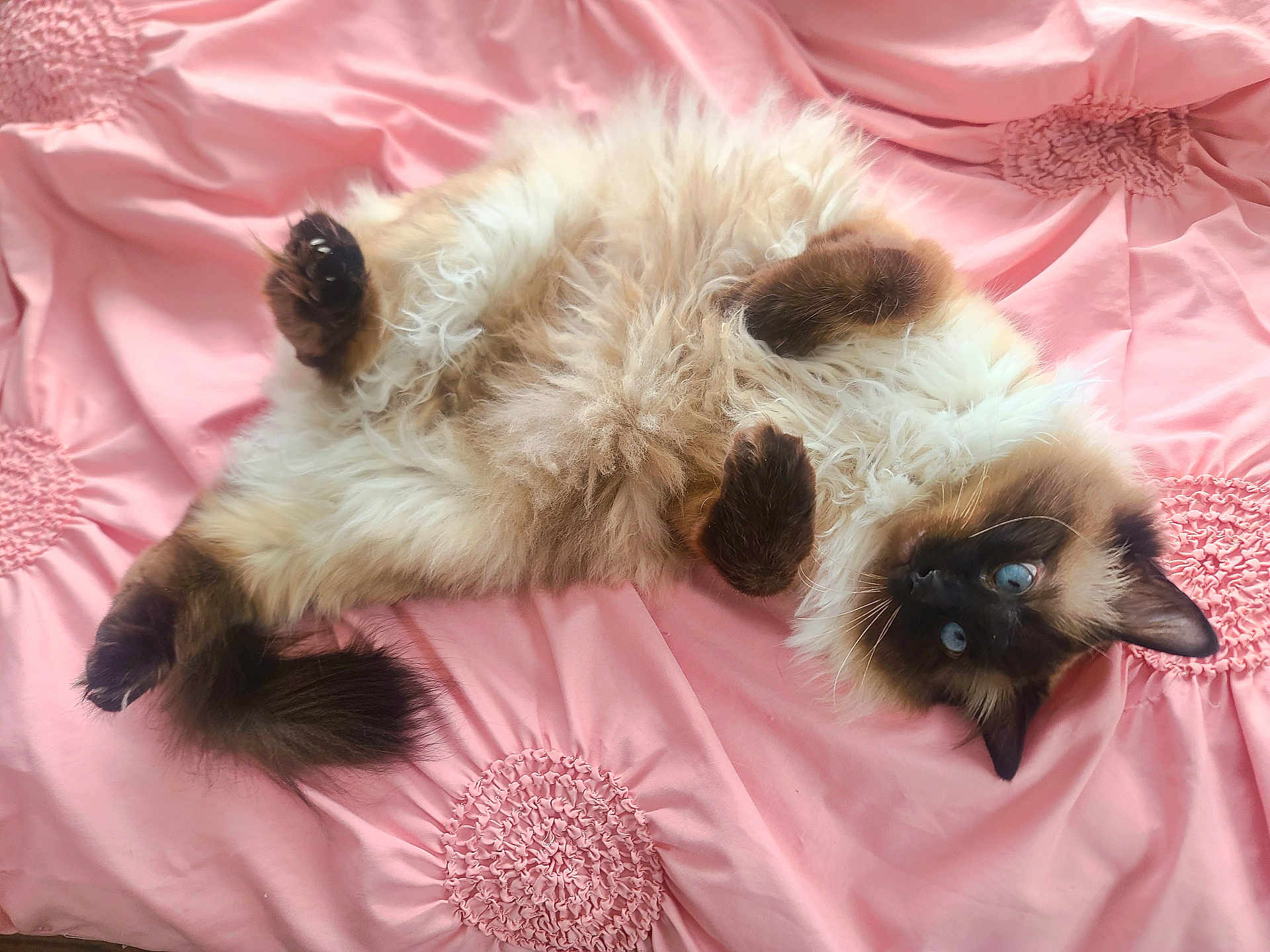 Mochi joined the competition — help win amazing prizes! cat, siamese_cat, fluffy, blue_eyes, bed, pink_bedspread, pet, indoor, animal, cute, relaxed, lying_down, feline, whiskers, playful, soft, paw, fur, resting, cozy