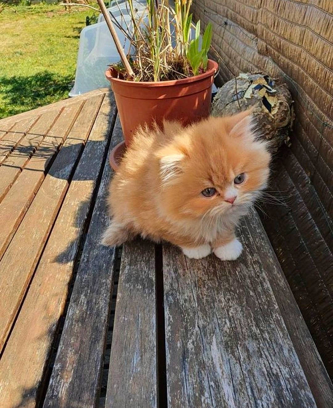 Razmo participe au concours pour gagner de l'argent avec cette photo : british_longhair, british_semi_longhair, carnivore, cat, cymric, domestic_long_haired_cat, fawn, felidae, fur, grass, hardwood, kitten, maine_coon, mammal, persian, plant, ragamuffin, small_to_medium_sized_cats, whiskers, wood