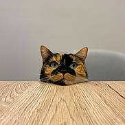 Papuche a rejoint le concours — aidez-le/la à gagner de superbes lots ! cat, calico, pet, animal, wooden_table, face, ears, green_eyes, feline, curious, indoor, minimalist, resting, close_up, head, domestic_cat, calm, portrait, cute, looking