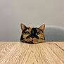 cat, calico, pet, animal, wooden_table, face, ears, green_eyes, feline, curious, indoor, minimalist, resting, close_up, head, domestic_cat, calm, portrait, cute, looking