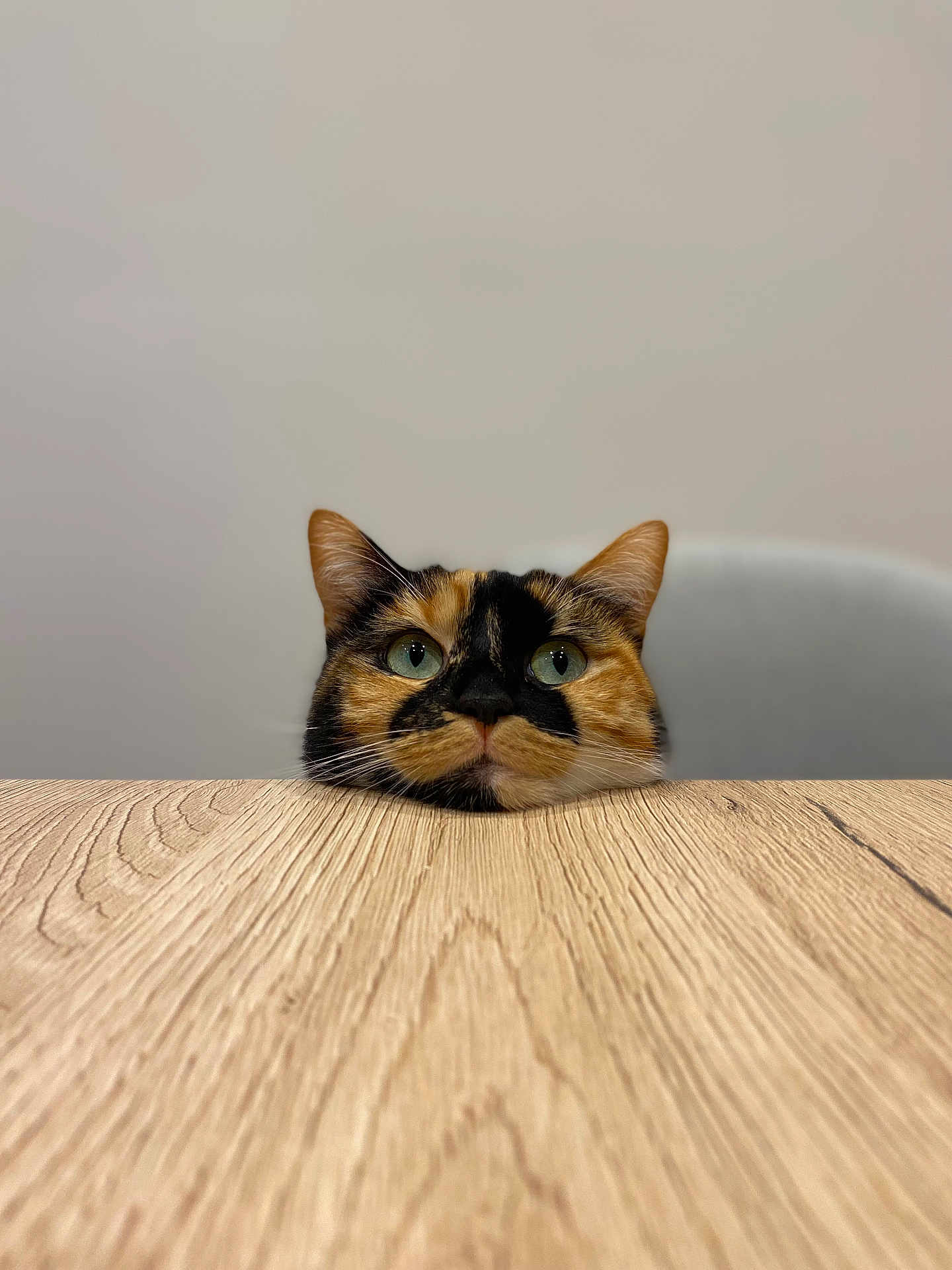 Papuche a rejoint le concours — aidez-le/la à gagner de superbes lots ! cat, calico, pet, animal, wooden_table, face, ears, green_eyes, feline, curious, indoor, minimalist, resting, close_up, head, domestic_cat, calm, portrait, cute, looking