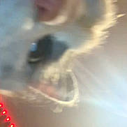 Camo joined the competition — help win amazing prizes! cat, close_up, blurry, nose, whiskers, indoor, red_lights, ceiling, pet, feline, fur, animal, face, background, light, whisker, blur, close, indoor_lighting, home