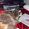 cat, laptop, notebook, pen, red_fabric, sleeping, fur, keyboard, paper, electronics, indoor, resting, pet, fluffy, tabby, computer, home_office, desk, cozy, relaxation