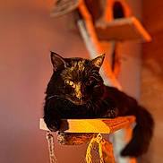 Skylar participe au concours pour gagner de l'argent avec cette photo : black_cat, cat, indoor, wooden_platform, cat_tree, yellow_eyes, pet, feline, animal, relaxed, warm_lighting, soft_background, closeup, fur, whiskers, paw, domestic_cat, resting, cozy, house_pet